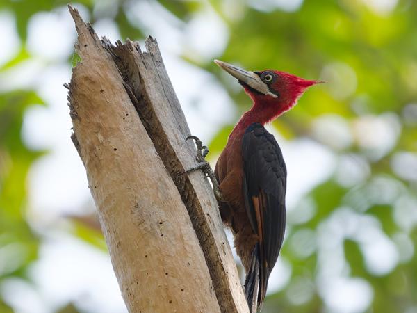 Roodnekspecht (Campephilus rubricollis)